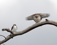 Swallows 6413